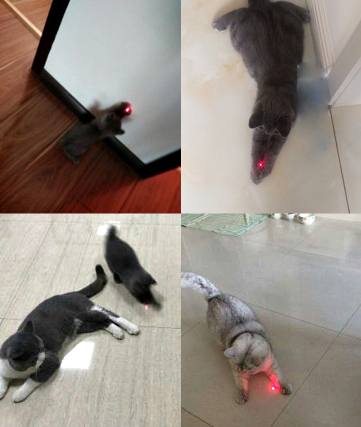 luce laser per gatti
