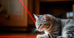 I gatti adorano giocare con le penne laser