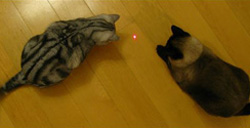 Va bene per i gatti di giocare con puntatori laser?
